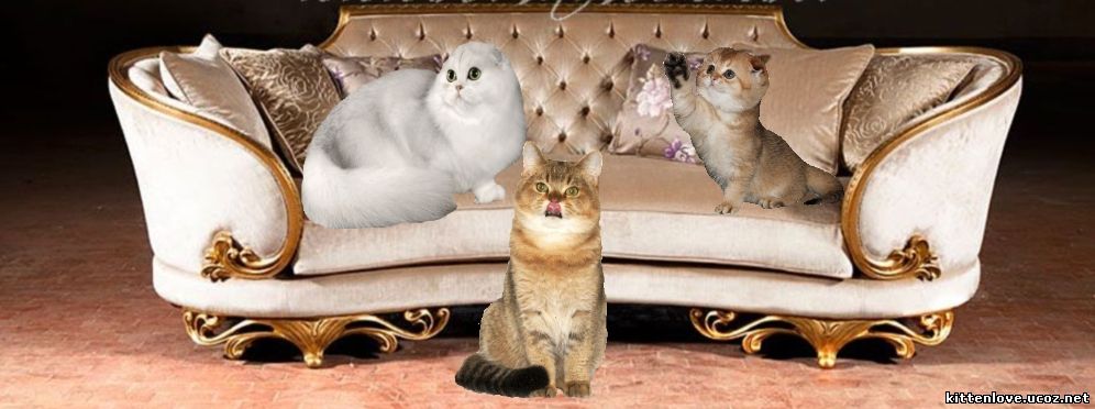 диванчики для кошек собак
