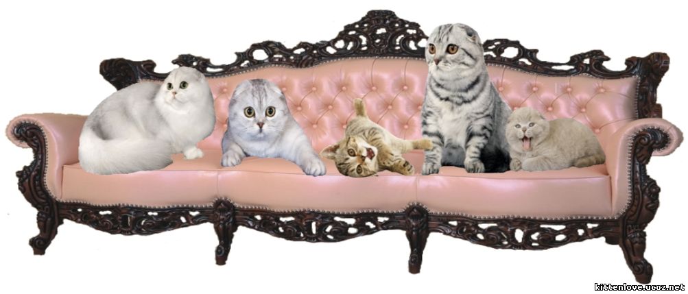диванчик для кошки собачки доставка